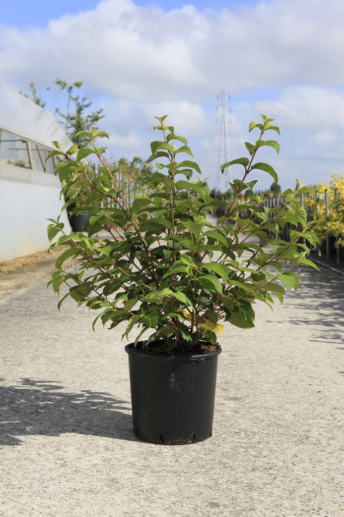 Viburnum plicatum First Editions® OPENING DAY (PBR) cont. 12L 60-80 cm +p