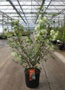 Viburnum plicatum First Editions® OPENING DAY (PBR) cont. 12L 60-80 cm +p