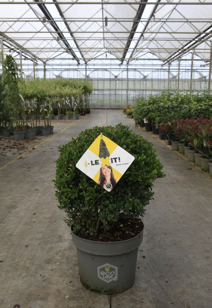 [P] Ilex crenata 'Dark Green®' cont. 7,5L 30/+ cm bol