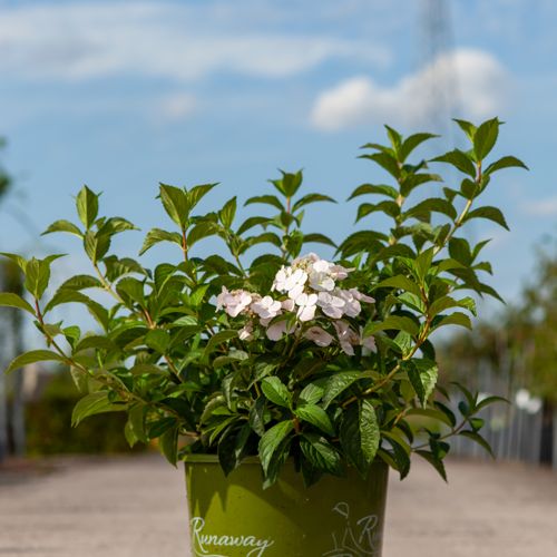 [P] Hydrangea RUNAWAY BRIDE® (PBR) cont. 15L +B
