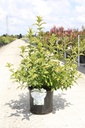 Hydrangea RUNAWAY BRIDE® (PBR) Kont. 15L +B