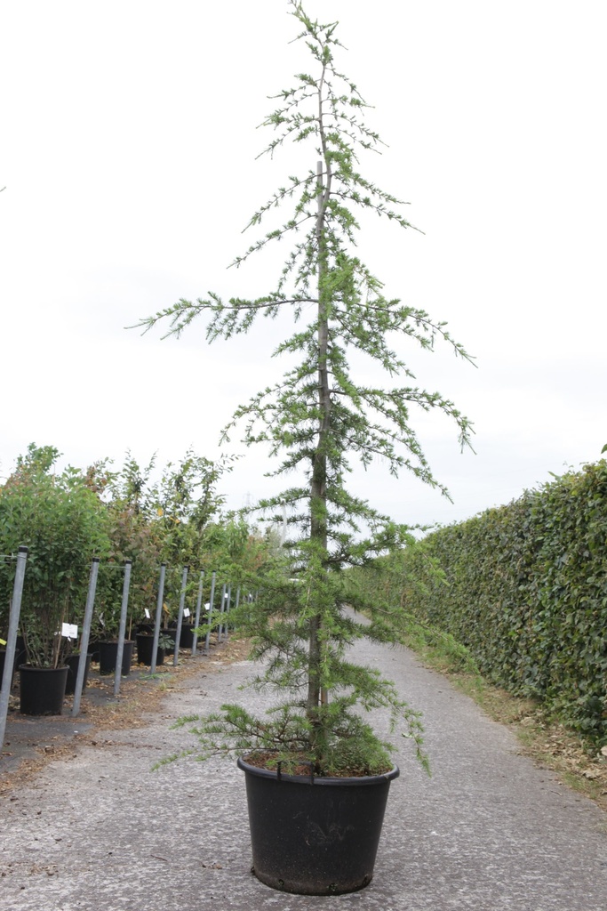 Cedrus libani cont. 25L 150-175 cm