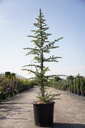 Cedrus libani Kont. 25L 150-175 cm