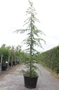 Cedrus libani cont. 25L 150-175 cm