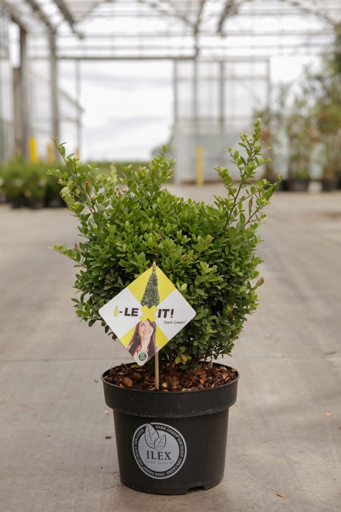 Ilex crenata 'Dark Green®' cont. 2L 15/+ cm ball