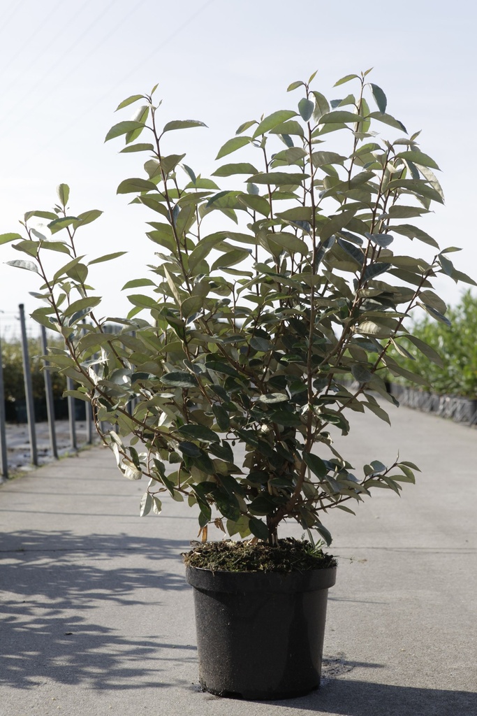 [P] Elaeagnus ebbingei cont. 7,5L 80-100 cm