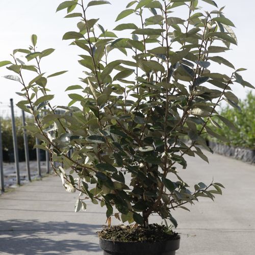 Elaeagnus ebbingei cont. 7,5L 80-100 cm