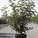 Elaeagnus ebbingei cont. 7,5L 80-100 cm