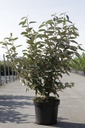 Elaeagnus ebbingei cont. 7,5L 80-100 cm