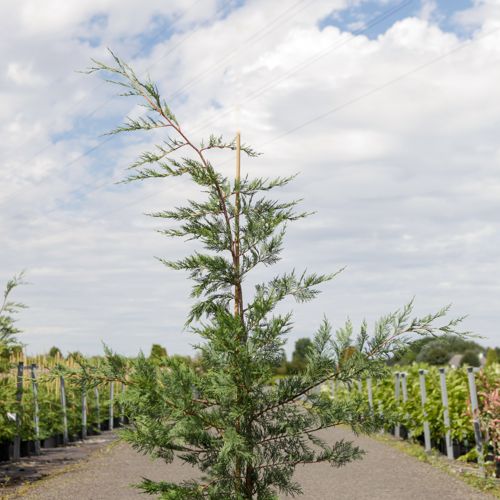 Cupressocyparis leylandii cont. 12L 150/+ cm