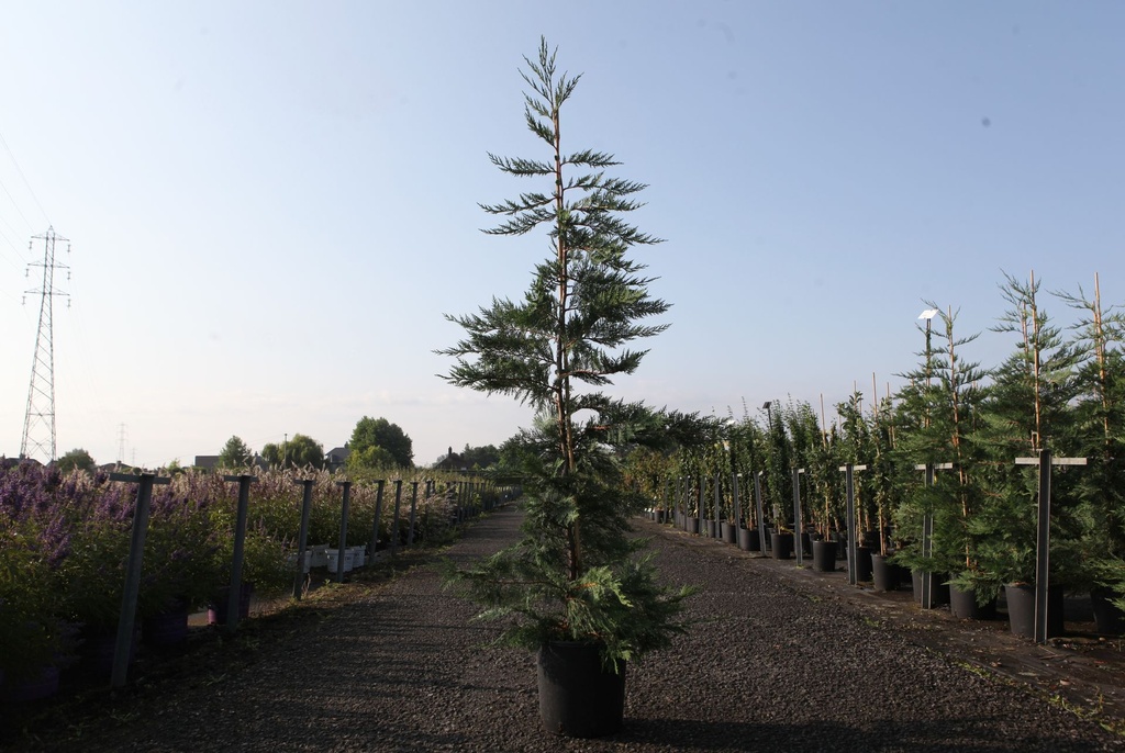 Cupressocyparis leylandii cont. 12L 150/+ cm