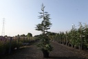 Cupressocyparis leylandii cont. 12L 150/+ cm