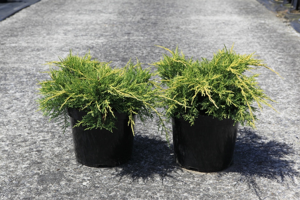 [P] Juniperus pfitzeriana 'Gold Star' Kont. 7,5L 40/+ cm