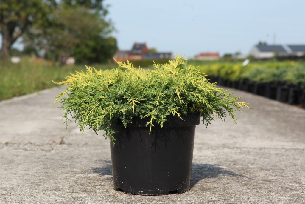 Juniperus pfitzeriana 'Gold Star' cont. 7,5L 40/+ cm