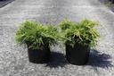Juniperus pfitzeriana 'Gold Star' Kont. 7,5L 40/+ cm
