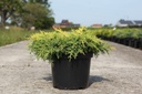 Juniperus pfitzeriana 'Gold Star' cont. 7,5L 40/+ cm