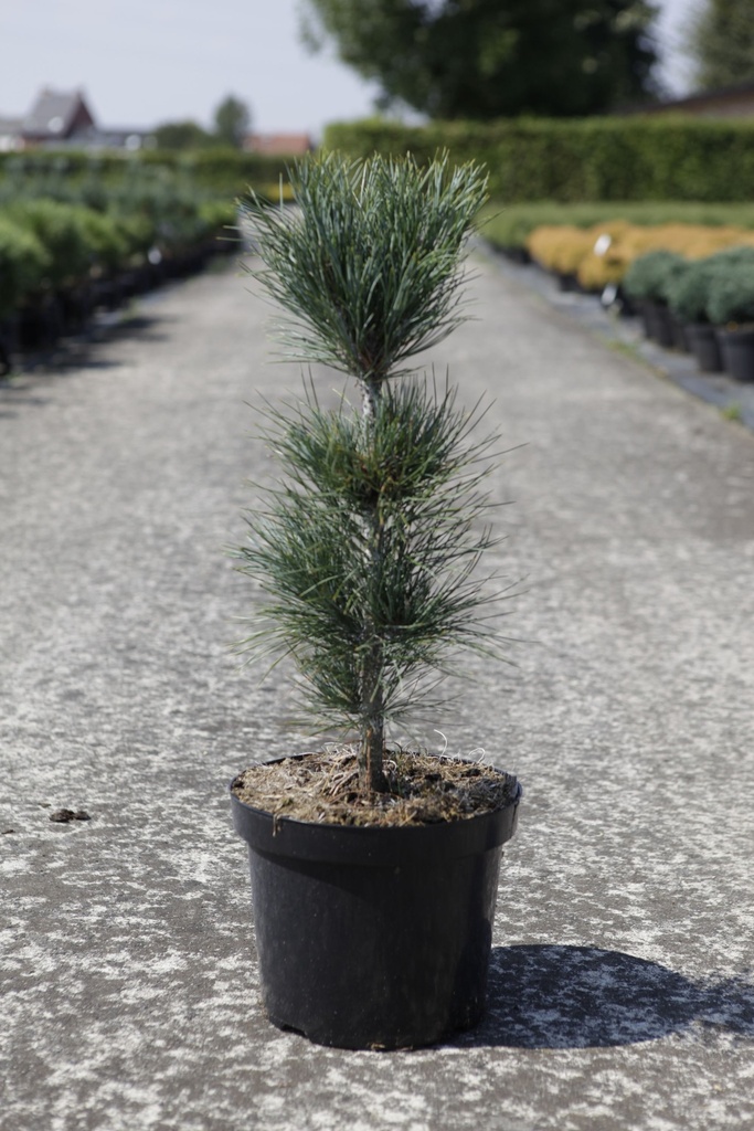Pinus pumila 'Glauca' cont. 7,5L 25-30 cm