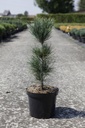 Pinus pumila 'Glauca' Kont. 7,5L 25-30 cm