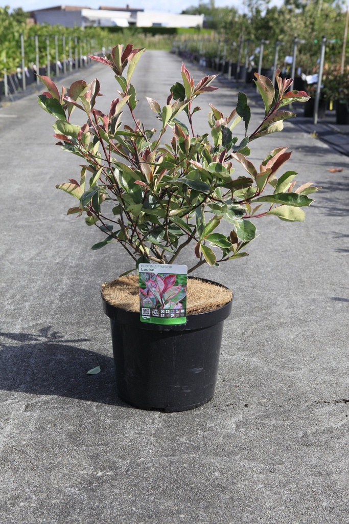 [P] Photinia fraseri LOUISE (PBR) Kont. 10L 80/+ cm +B