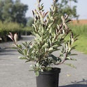 Photinia fraseri LOUISE (PBR) cont. 10L 80/+ cm +ф