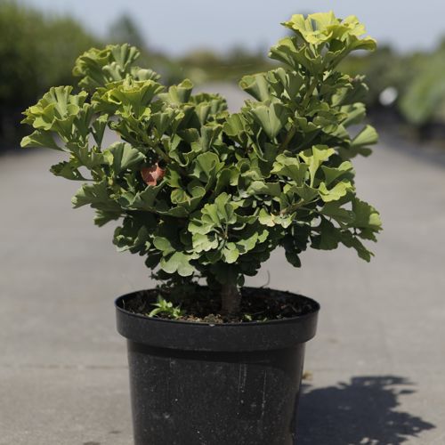 [P] Ginkgo biloba 'Mariken' cont. 7,5L 50-60 cm +p