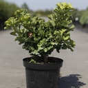 Ginkgo biloba 'Mariken' cont. 7,5L 50-60 cm +ф