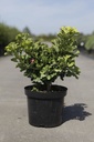 Ginkgo biloba 'Mariken' cont. 7,5L 50-60 cm +ф