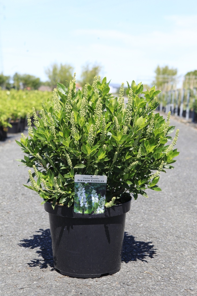 Clethra alnifolia 'Sixteen Candles' Kont. 10L 60-80 cm +B