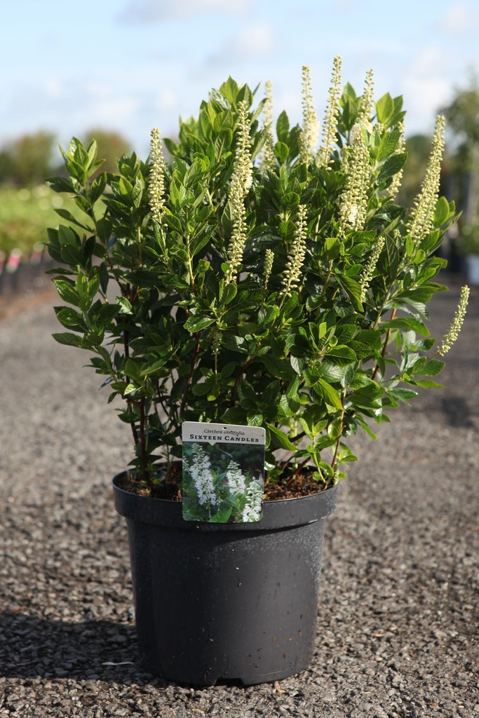 [P] Clethra alnifolia 'Sixteen Candles' cont. 10L 60-80 cm +ф