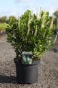 Clethra alnifolia 'Sixteen Candles' cont. 10L 60-80 cm +ф