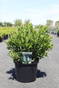 Clethra alnifolia 'Sixteen Candles' cont. 10L 60-80 cm +f