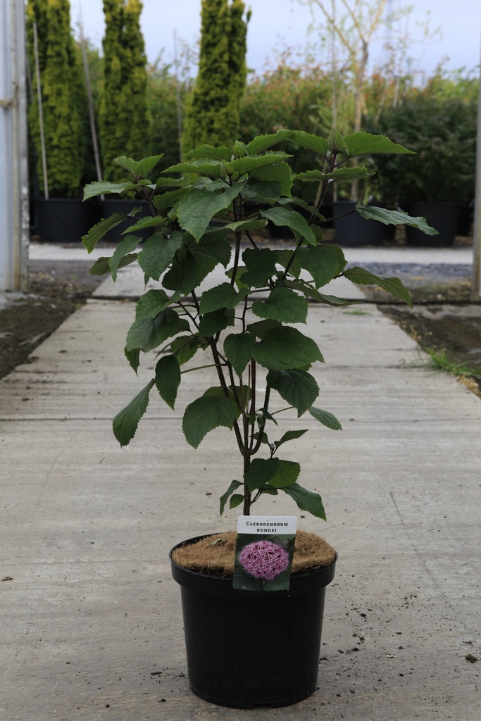 Clerodendrum bungei cont. 10L 60/+ cm +f