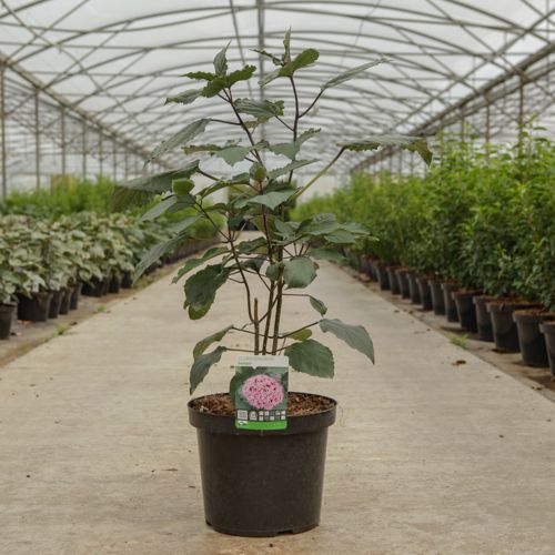 [P] Clerodendrum bungei cont. 10L 60/+ cm +p