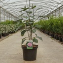 Clerodendrum bungei cont. 10L 60/+ cm +ф