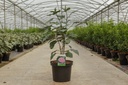 Clerodendrum bungei cont. 10L 60/+ cm +p