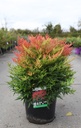 Nandina domestica 'Moon Bay®' (PBR) cont. 10L 40/+ cm +p