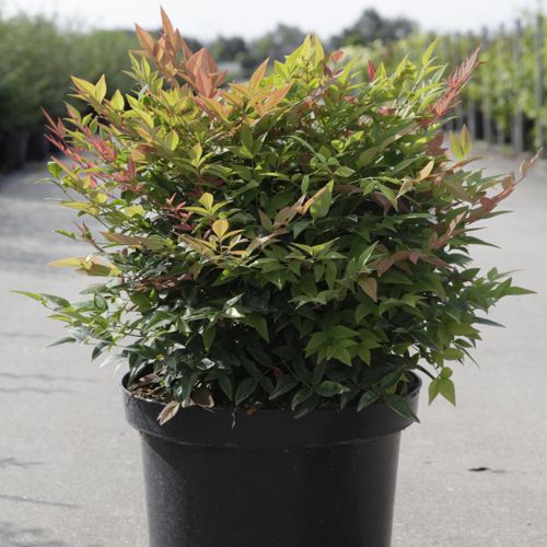 Nandina domestica 'Gulfstream' cont. 10L 40-50 cm +p