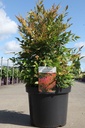 Nandina domestica 'Gulfstream' cont. 10L 40-50 cm +f