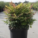 Nandina domestica 'Gulfstream' cont. 10L 40-50 cm +p