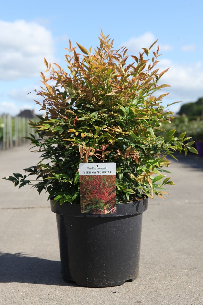 [P] Nandina domestica 'Sienna Sunrise' cont. 10L 40/+ cm +f