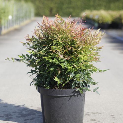 [P] Nandina domestica 'Sienna Sunrise' cont. 10L 40/+ cm +p