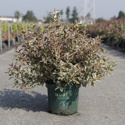 [P] Weigela ALL SUMMER® MONET (PBR) cont. 10L deco 40-50 cm +p