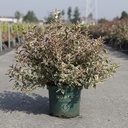 Weigela ALL SUMMER® MONET (PBR) cont. 10L deco 40-50 cm +ф