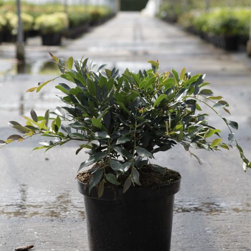 [P] Distylium myricoides BLUE CASCADE® cont. 10L 40-50 cm +ф