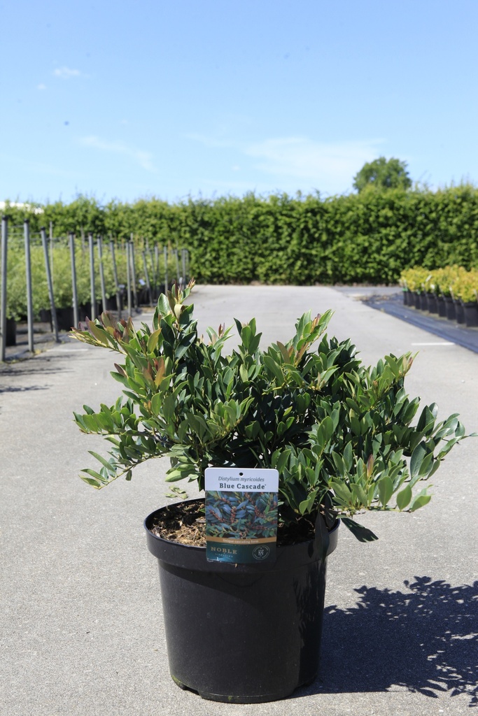 [P] Distylium myricoides BLUE CASCADE® cont. 10L 40-50 cm +ф