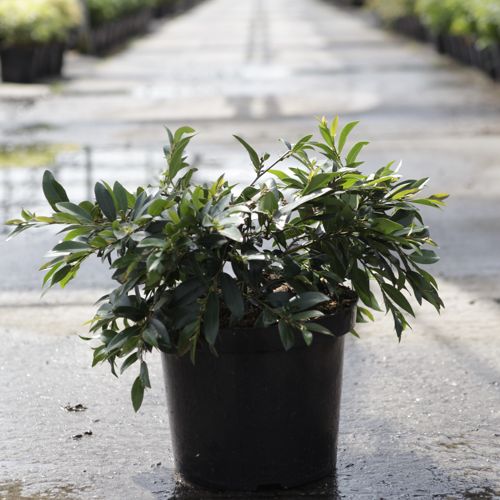 [P] Distylium First Editions® 'Vintage Jade' cont. 10L deco 40-50 cm +ф
