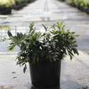 Distylium First Editions® 'Vintage Jade' cont. 10L deco 40-50 cm +p