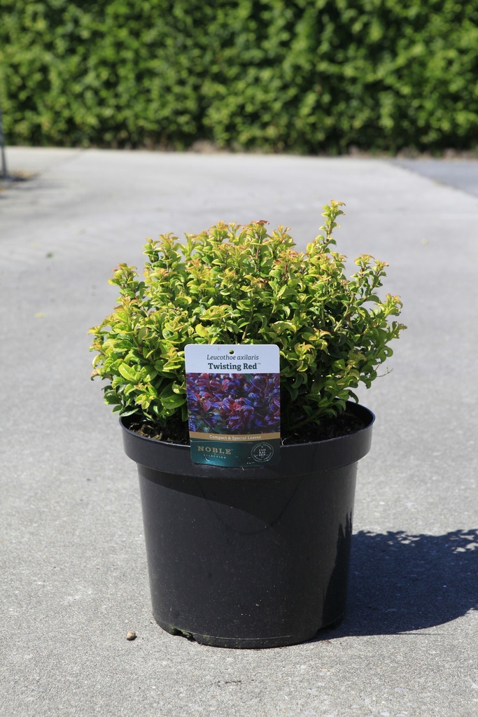 [P] Leucothoe axillaris TWISTING RED (PBR) cont. 10L 40-50 cm +p