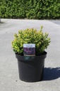 Leucothoe axillaris TWISTING RED (PBR) cont. 10L 40-50 cm +ф