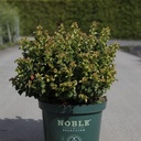 Leucothoe axillaris TWISTING RED (PBR) cont. 10L 40-50 cm +p